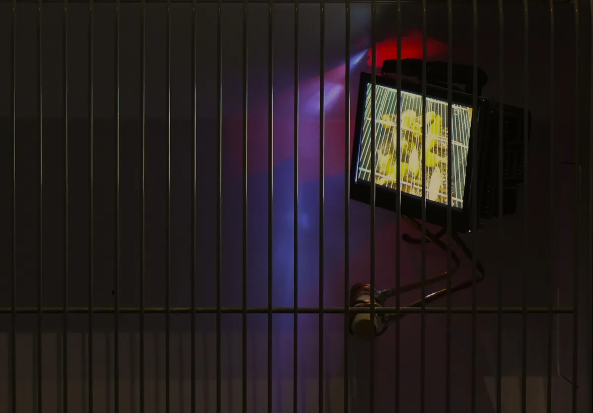 aviary_soma_0.jpg
