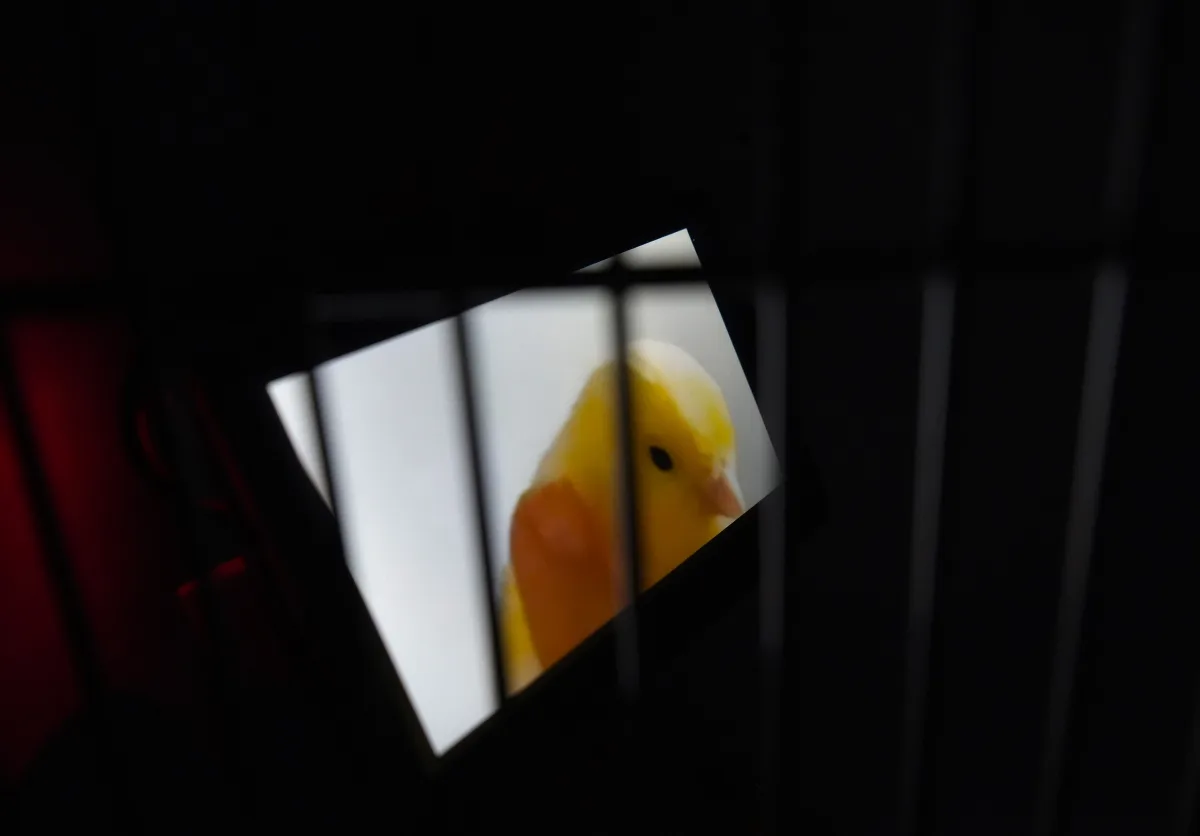 aviary_soma_3.jpg