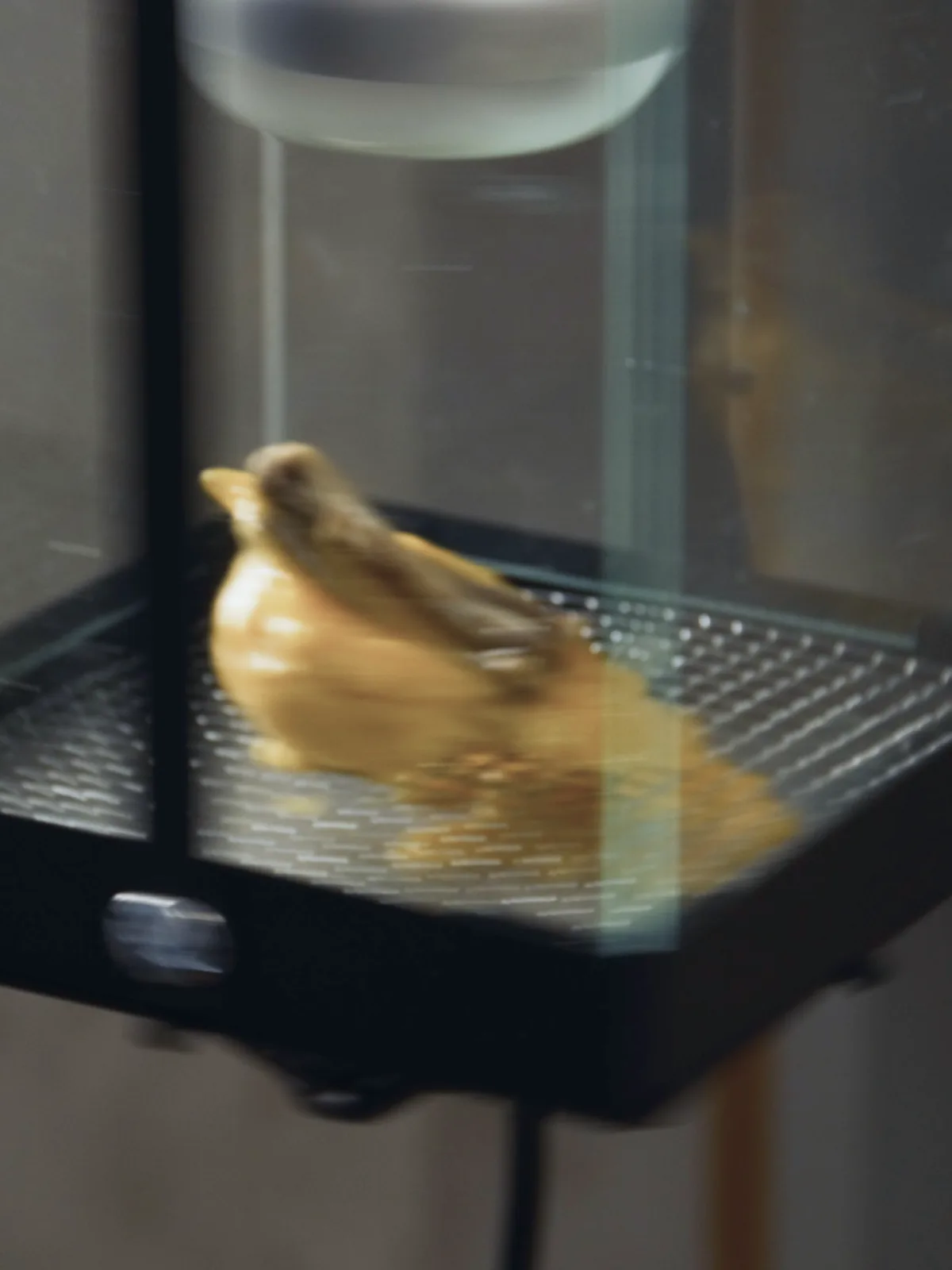 Save a dying bird?
