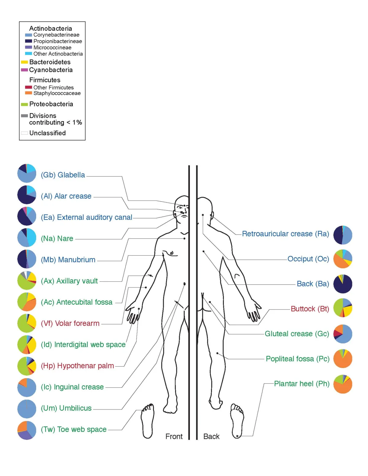 skin_microbiome20169-300-1.png