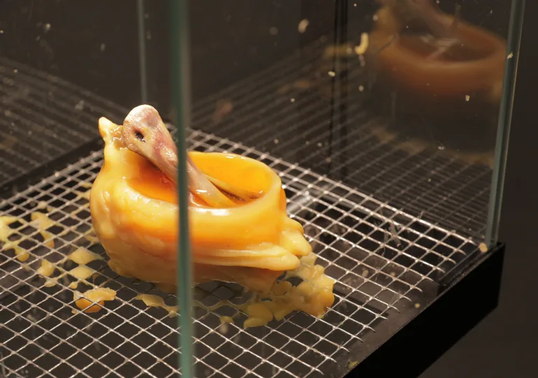 Cross-species empathy and guilt